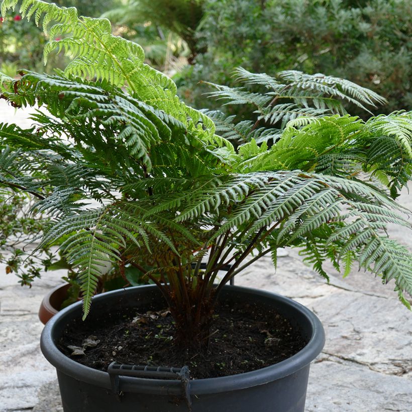 Cyathea australis - Fougère arborescente (Port)