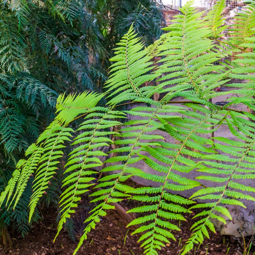 Cyathea australis - Fougère arborescente (Feuillage)