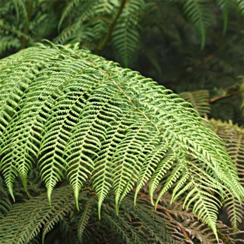 Cyathea cooperi - Fougère arborescente (Feuillage)