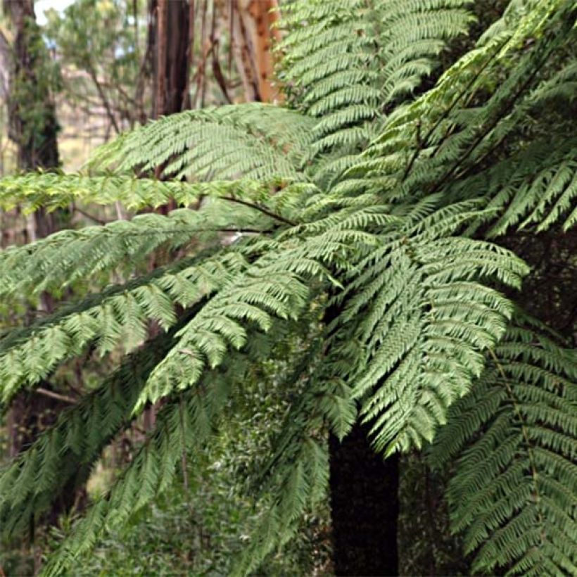 Cyathea cooperi - Fougère arborescente (Port)