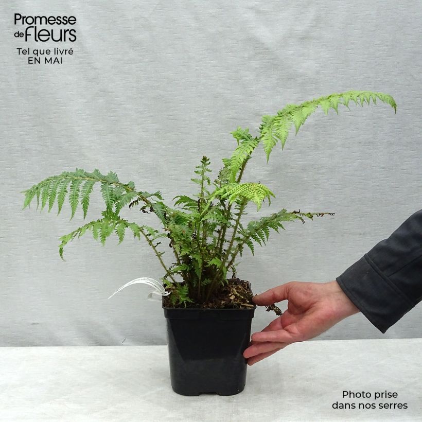 Spécimen de Cyathea cooperi - Fougère arborescente tel que livré au printemps