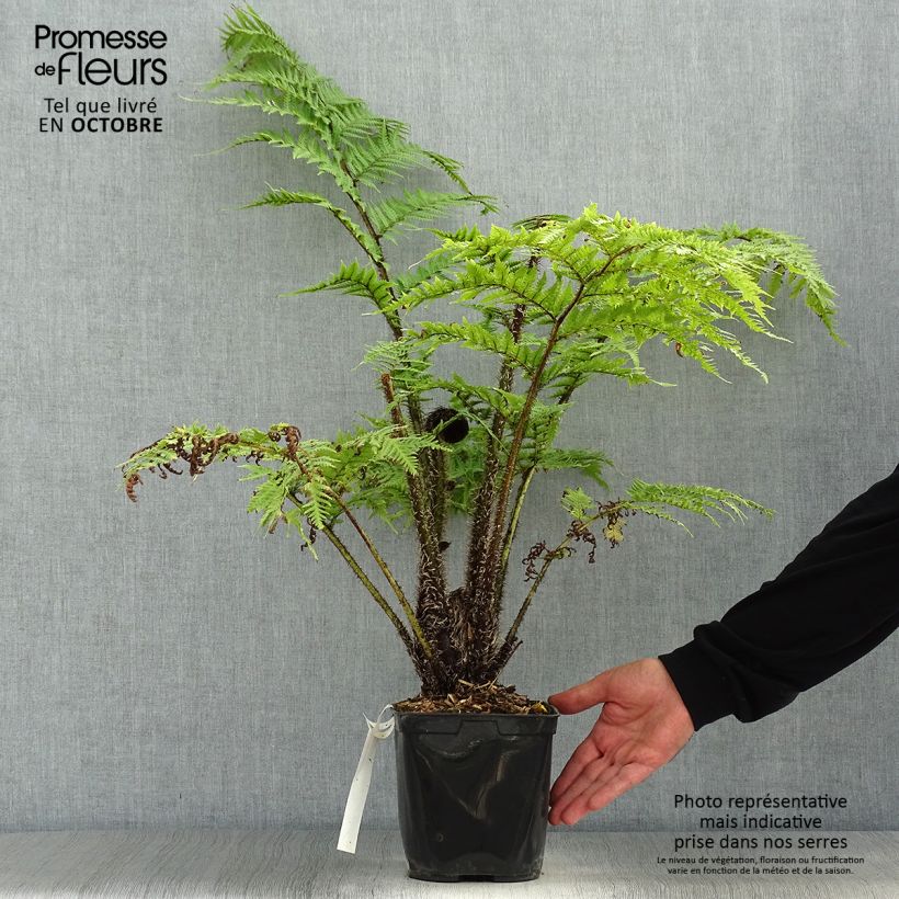 Spécimen de Cyathea cooperi - Fougère arborescente Pot de 2L/3L tel que livré en automne