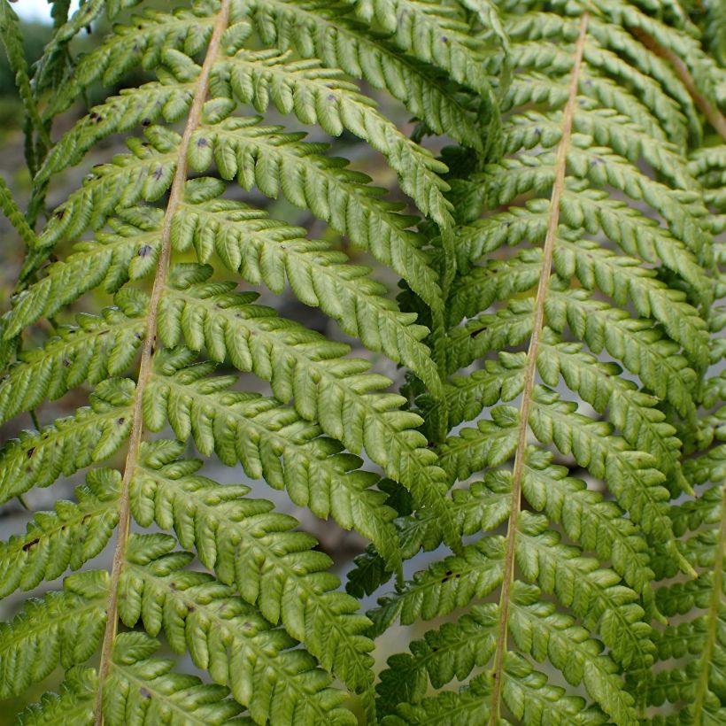 Cyathea medullaris - Fougère arborescente (Feuillage)