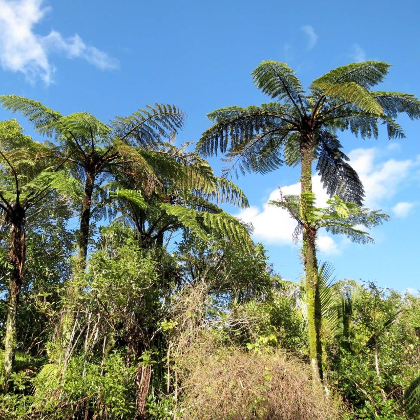 Cyathea medullaris - Fougère arborescente (Port)