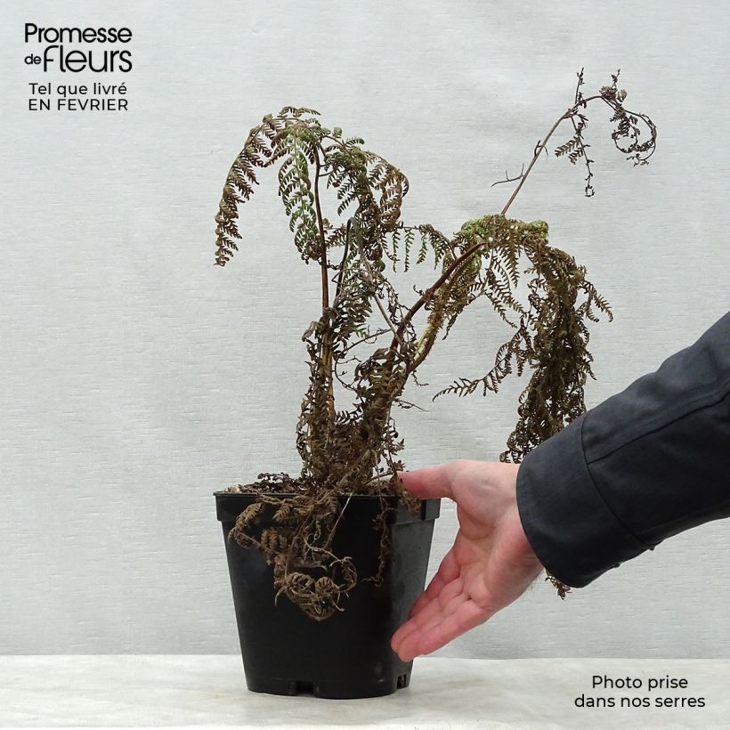 Spécimen de Cyathea medullaris - Fougère arborescente tel que livré en hiver