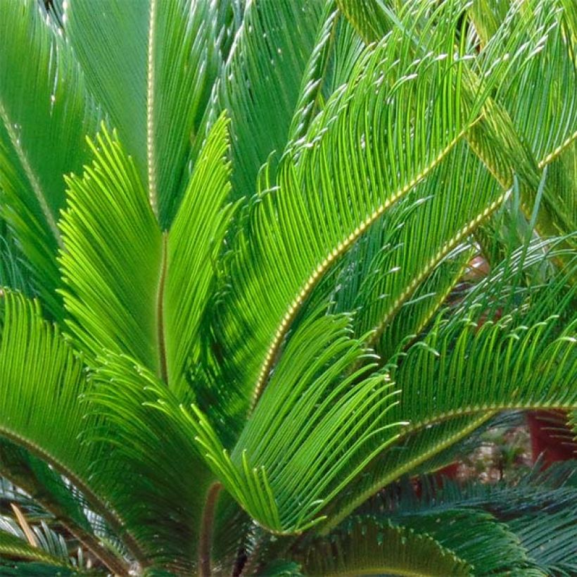 Cycas revoluta - Cycas du Japon (Feuillage)