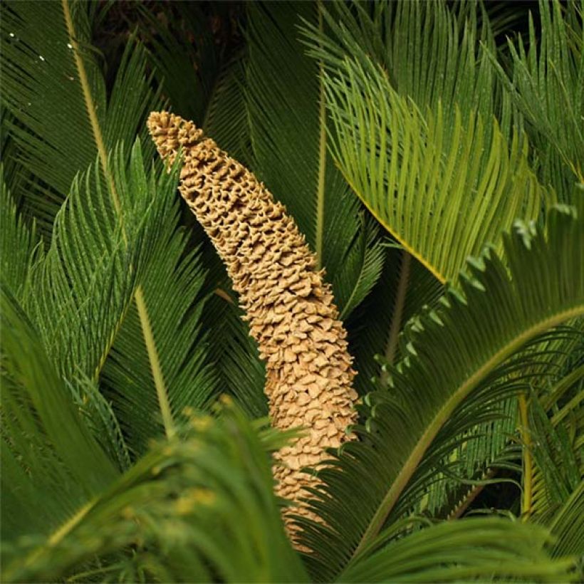 Cycas revoluta - Cycas du Japon (Floraison)