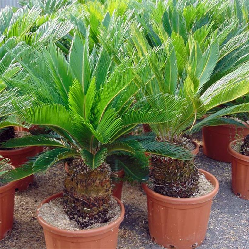 Cycas revoluta - Cycas du Japon (Port)