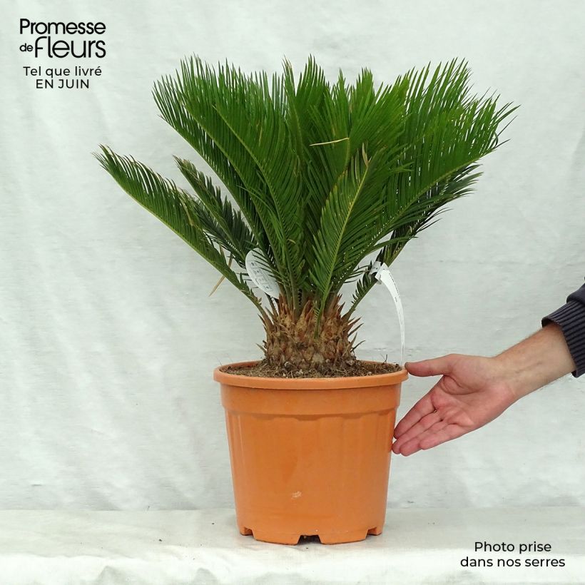Spécimen de Cycas revoluta - Cycas du Japon Pot de 4L/5L, Stipe de 5 cm tel que livré en été