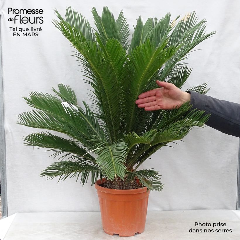 Spécimen de Cycas revoluta - Cycas du Japon tel que livré au printemps