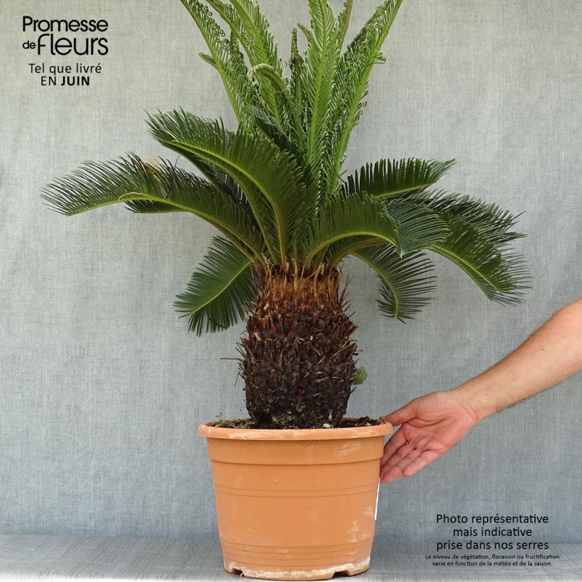 Spécimen de Cycas revoluta - Cycas du Japon Pot de 7,5L/10L, Stipe de 10/15 cm tel que livré en été