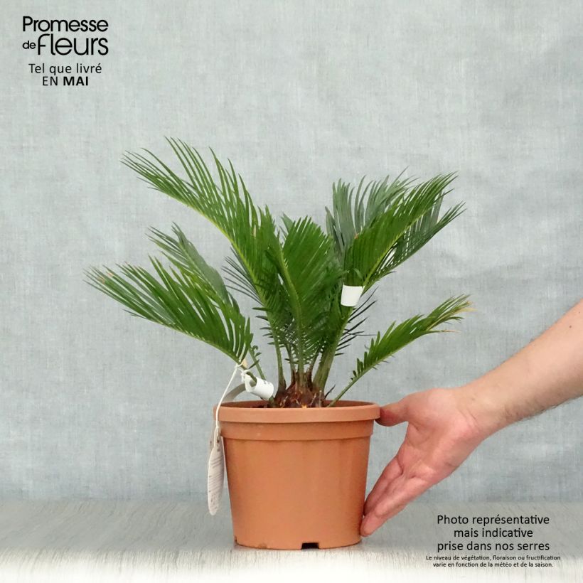 Spécimen de Cycas revoluta - Cycas du Japon tel que livré au printemps