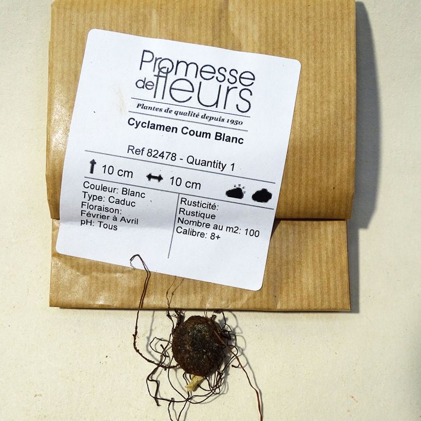 Exemple de spécimen de Cyclamen coum Blanc Bulbe calibre 8+ tel que livré
