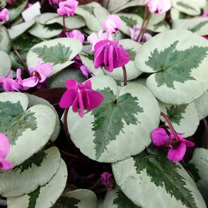Cyclamen coum Christmas Tree rose (Feuillage)