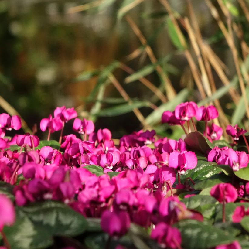 Cyclamen coum Meaden's Crimson feuillage marbré (Port)