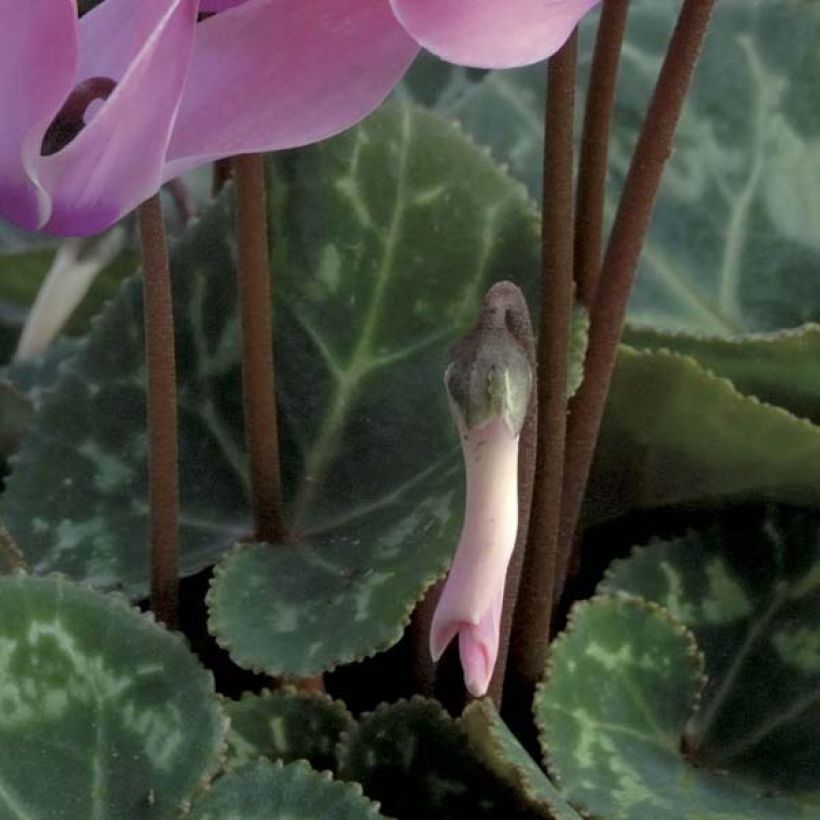 Cyclamen coum rose (Feuillage)