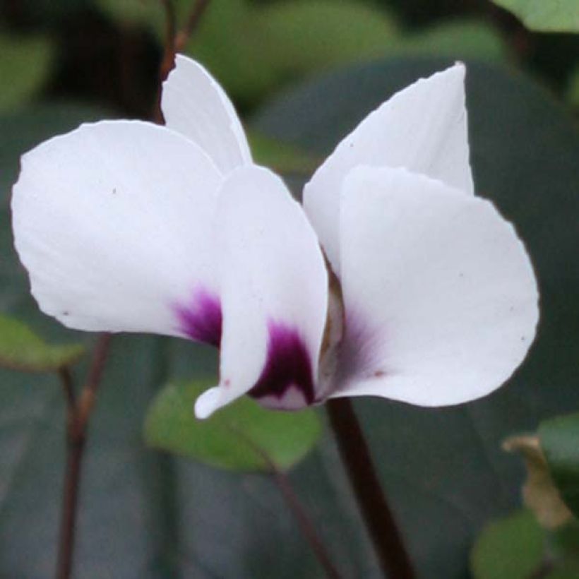 Cyclamen coum Blanc (Floraison)