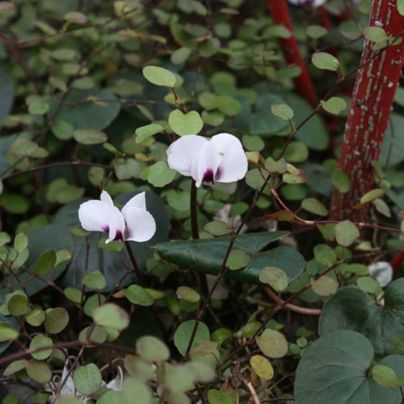 Cyclamen coum Blanc (Port)