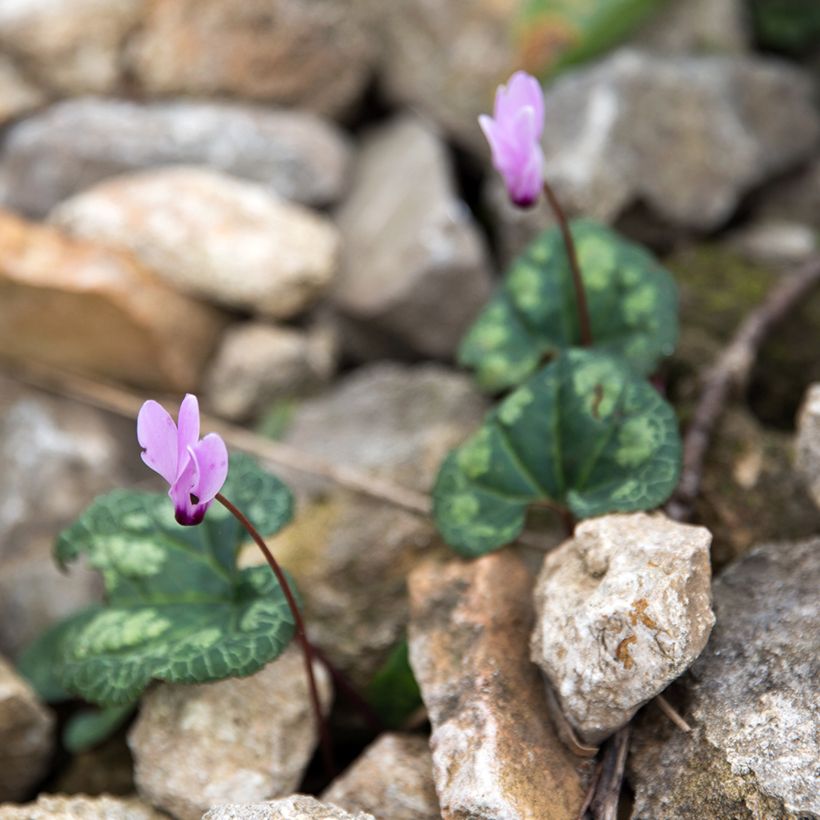 Cyclamen cilicium rose - Cyclamen de Cilicie (Port)