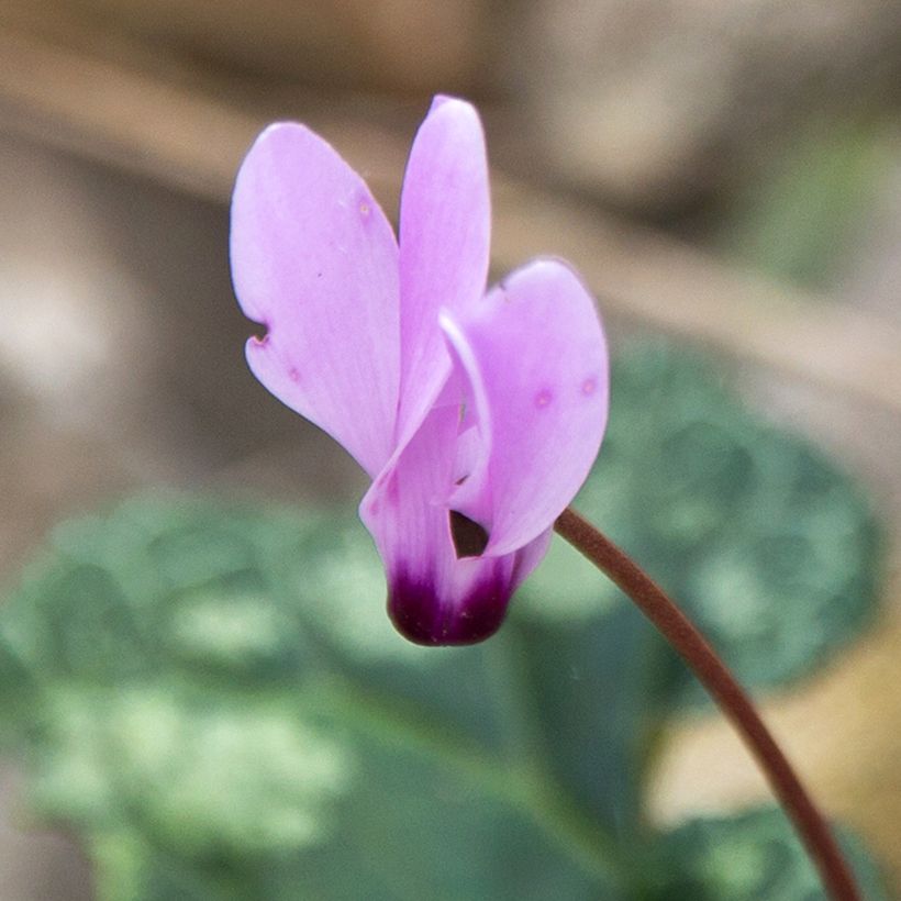 Cyclamen cilicium rose - Cyclamen de Cilicie (Floraison)