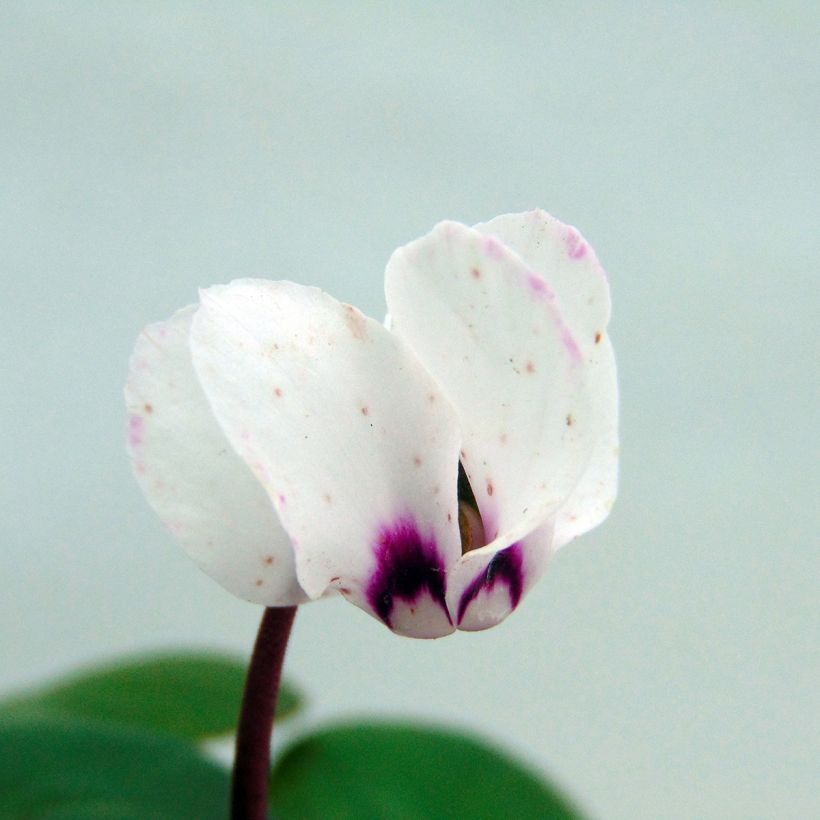 Cyclamen coum Blanc (Floraison)