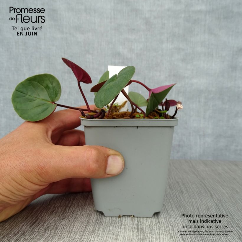 Spécimen de Cyclamen coum Blanc Godet de 8/9 cm tel que livré en été