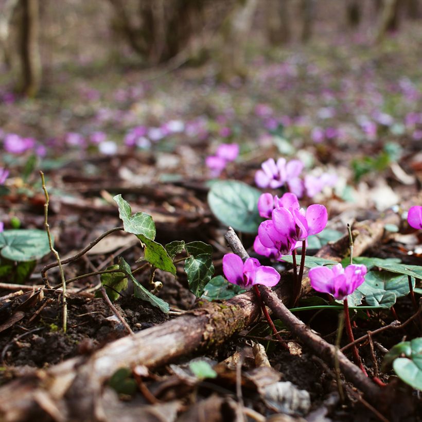 Cyclamen coum Rose en godet (Port)