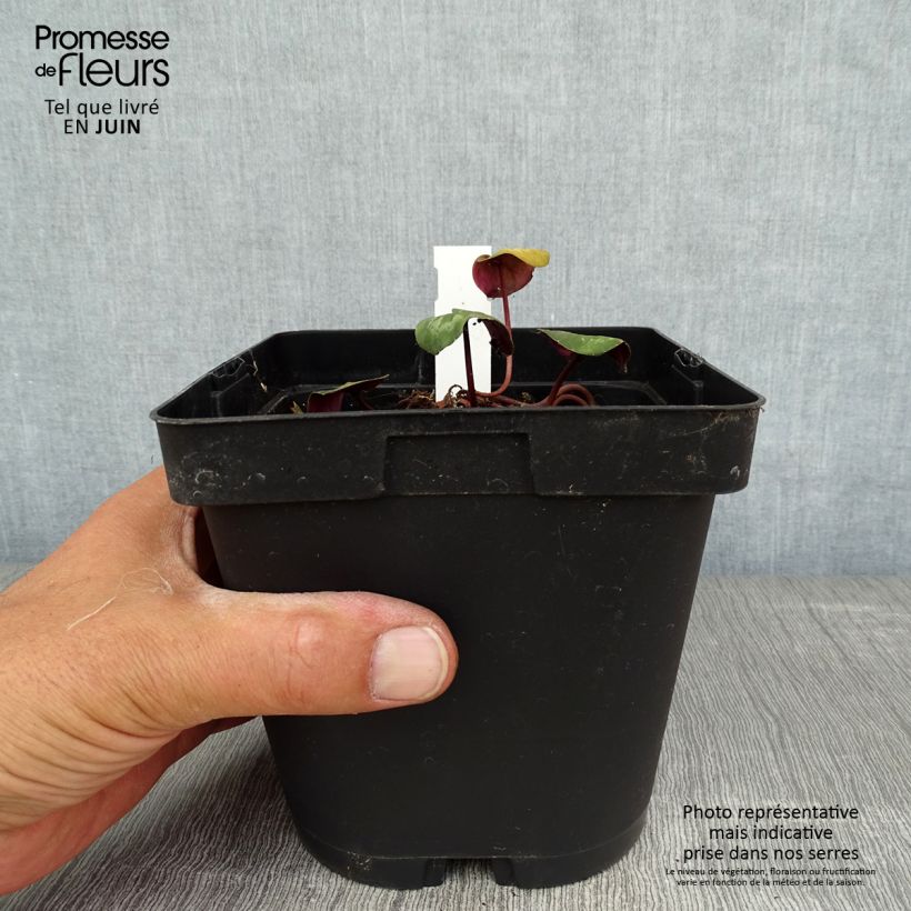 Spécimen de Cyclamen coum Rose en godet Pot de 2L/3L tel que livré en été