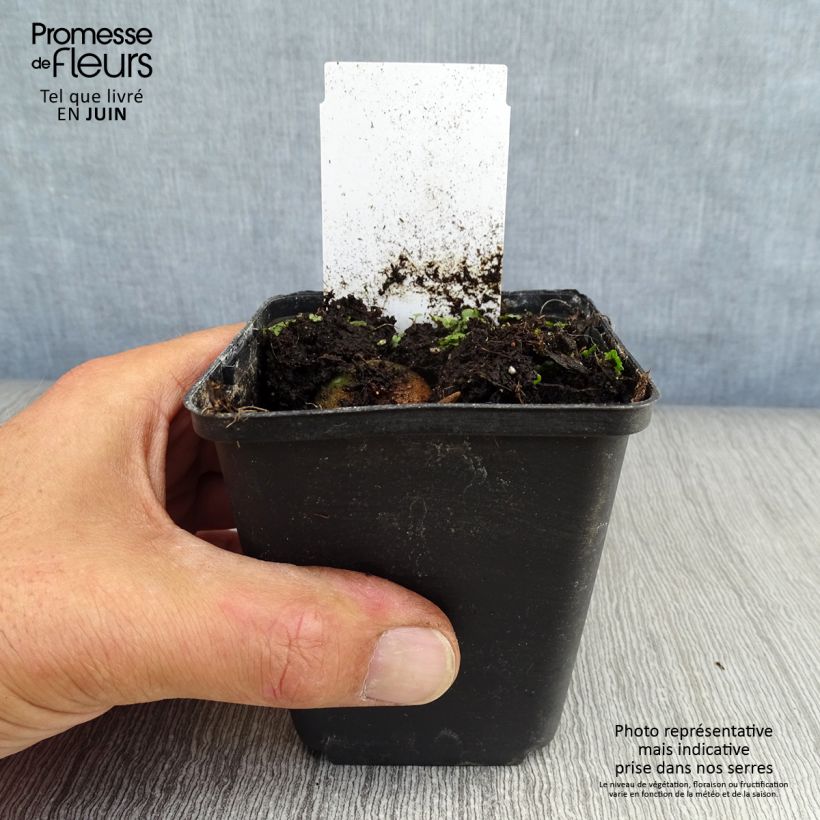 Spécimen de Cyclamen coum Rose en godet Godet de 8/9 cm tel que livré en été
