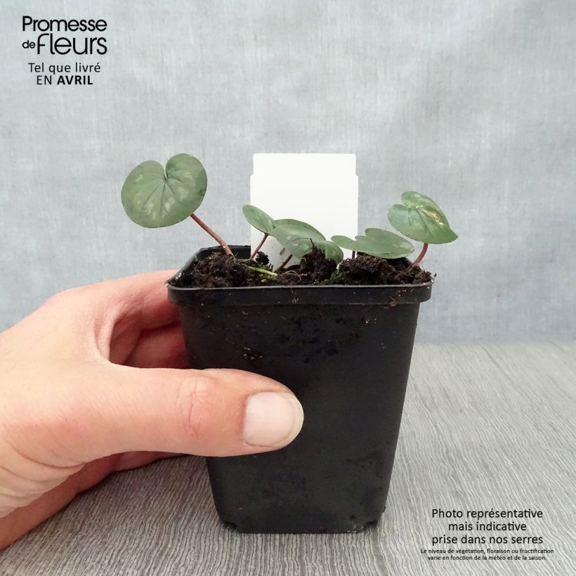 Spécimen de Cyclamen coum Rose en godet de 9cm tel que livré au printemps