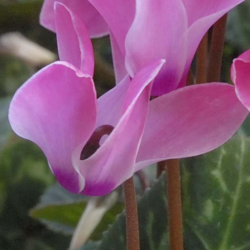 Cyclamen coum rose (Floraison)
