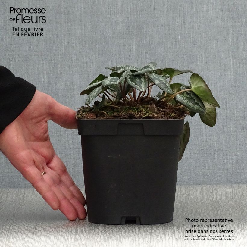 Spécimen de Cyclamen de Naples blanc Pot de 2/3 L tel que livré en hiver