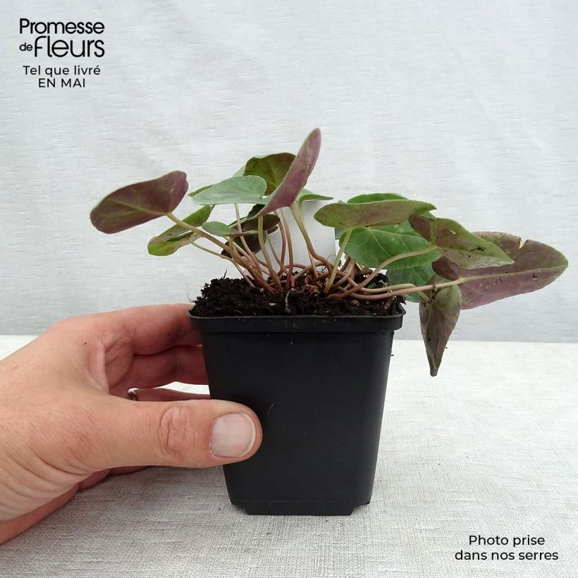 Spécimen de Cyclamen de Naples blanc godet de 7/8cm tel que livré au printemps