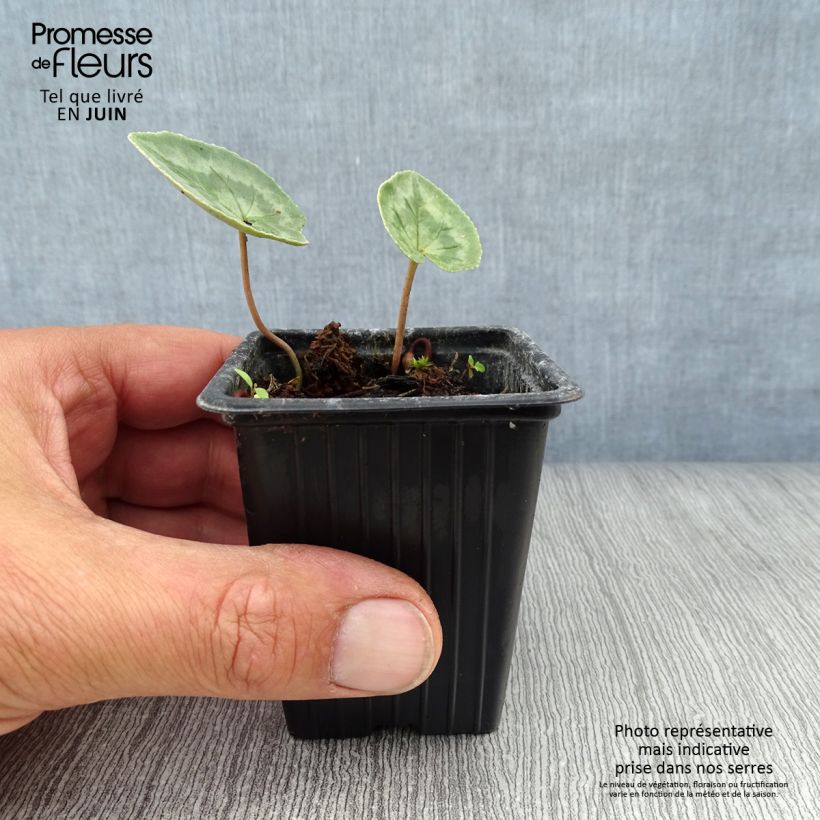 Spécimen de Cyclamen de Naples blanc Godet de 7/8 cm tel que livré en été