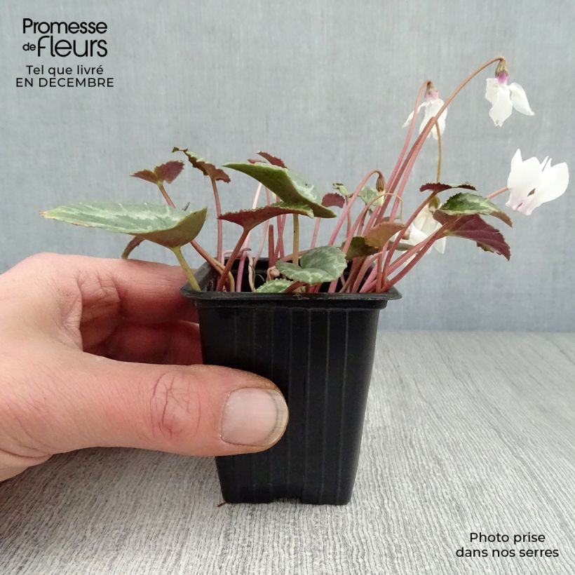Spécimen de Cyclamen de Naples blanc tel que livré en hiver
