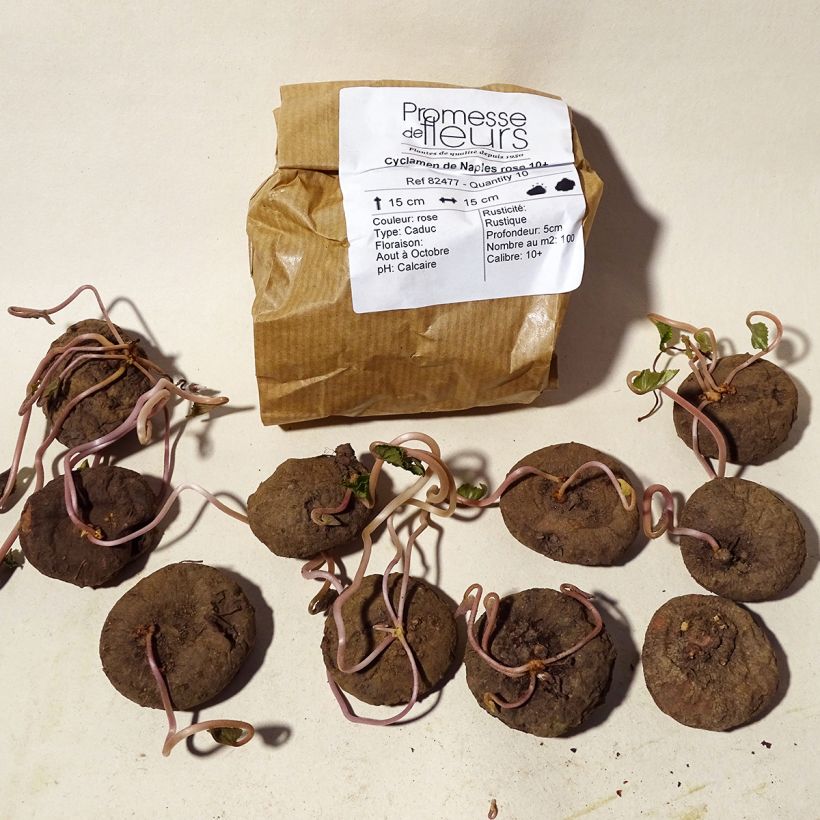 Exemple de spécimen de Cyclamen de Naples rose 10+ Bulbe tel que livré
