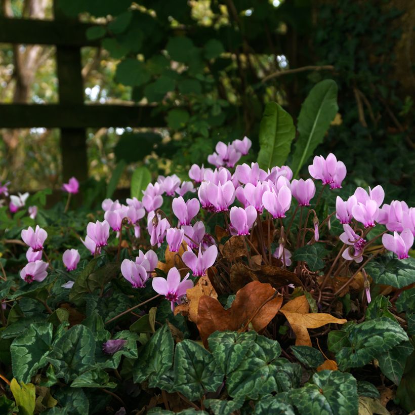 Cyclamen de Naples rose (Port)