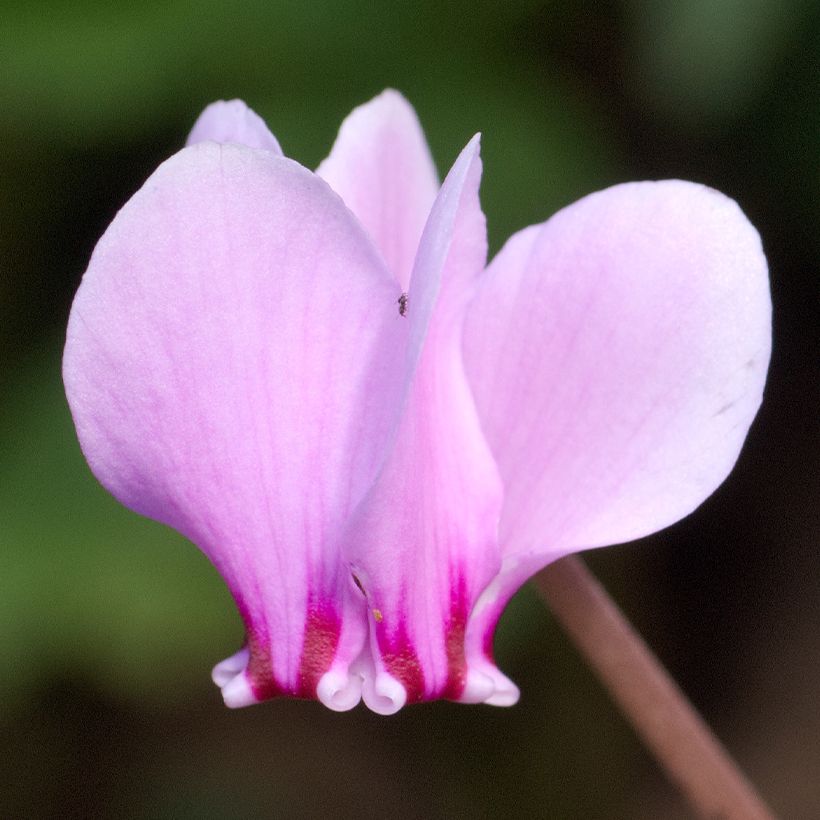 Cyclamen de Naples rose (Floraison)