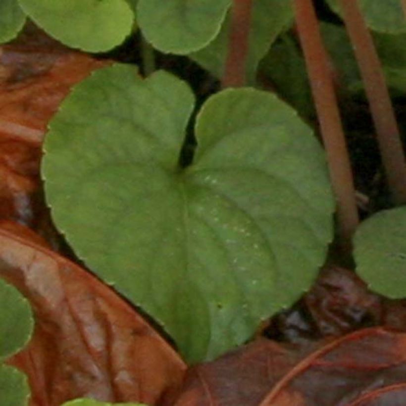 Cyclamen de Naples blanc (Feuillage)