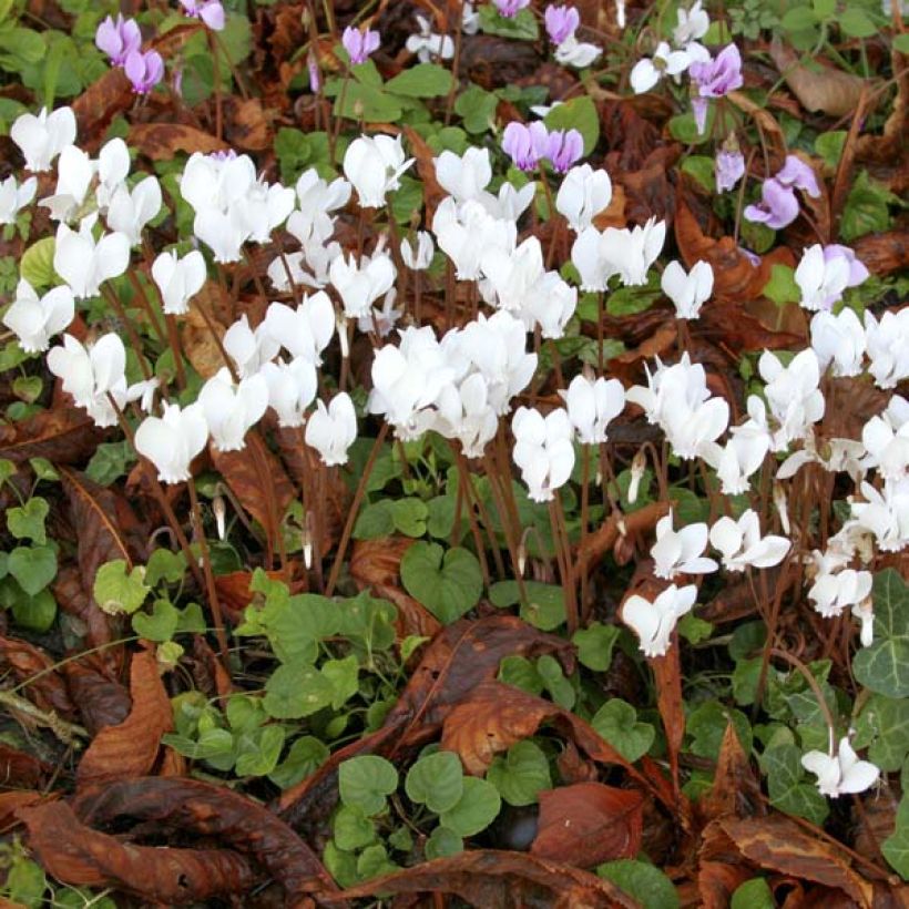 Cyclamen de Naples blanc (Port)