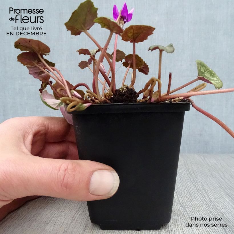 Spécimen de Cyclamen pseudibericum - Cyclamen de Turquie - Godet tel que livré en hiver