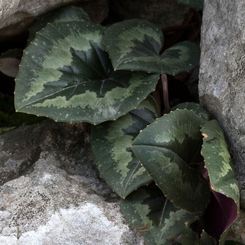 Cyclamen pseudibericum - Cyclamen de Turquie (Feuillage)