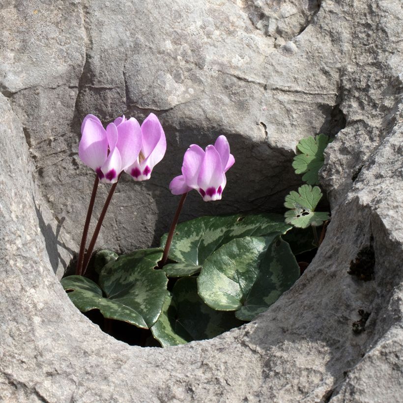 Cyclamen pseudibericum - Cyclamen de Turquie (Port)