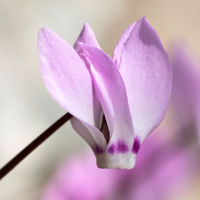 Cyclamen pseudibericum - Cyclamen de Turquie (Floraison)