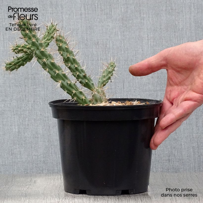 Spécimen de Cylindropuntia imbricata - Cactus rustique. Pot de 4L/5L tel que livré en hiver