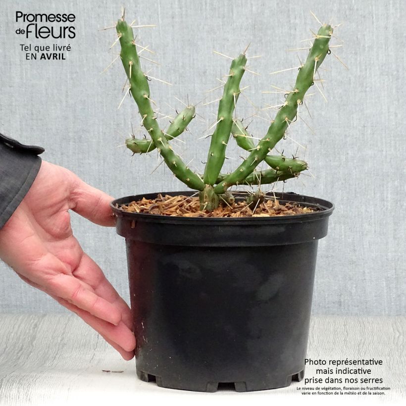 Spécimen de Cylindropuntia imbricata - Cactus rustique. tel que livré au printemps