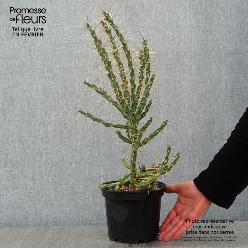 Spécimen de Cylindropuntia kleiniae - Opuntia ou oponce tel que livré en hiver
