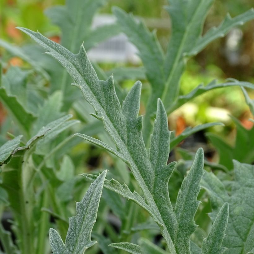 Artichaut Gros Vert de Laon - Cynara scolymus (Feuillage)