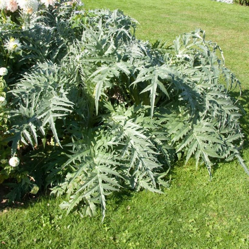 Cynara cardunculus - Cardon (Port)