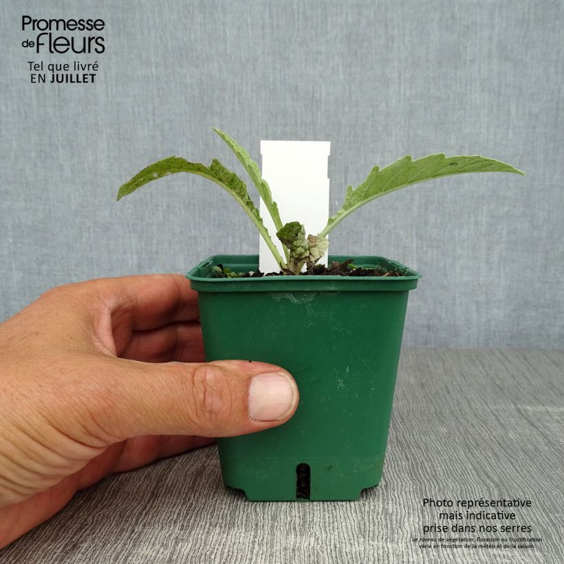 Spécimen de Cynara cardunculus - Cardon Godet de 8/9 cm tel que livré en été